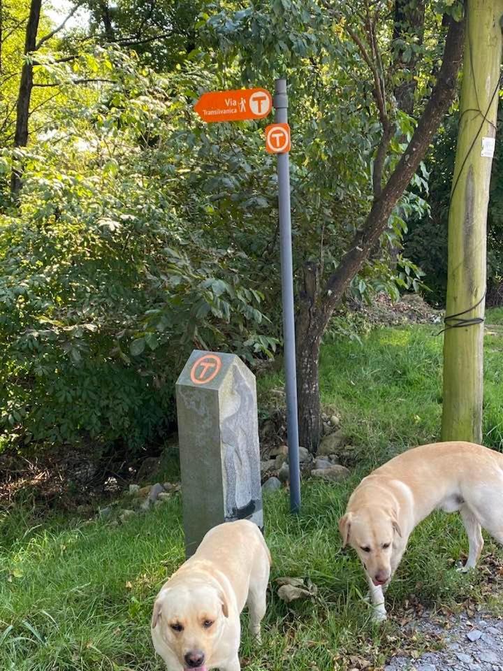 Hanul Conitei Sovata Exteriör bild